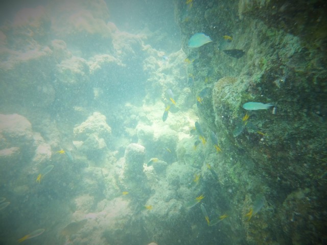Andaman Islands Scuba Diving: View of Marine Life and Corals 