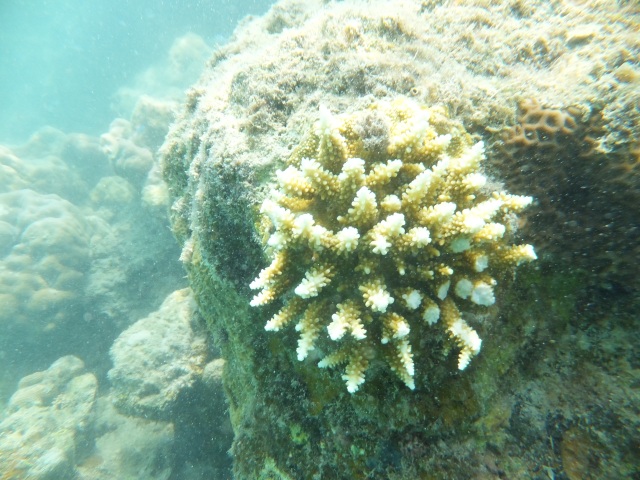 Andaman Islands Scuba Diving: View of Corals in Havelock
