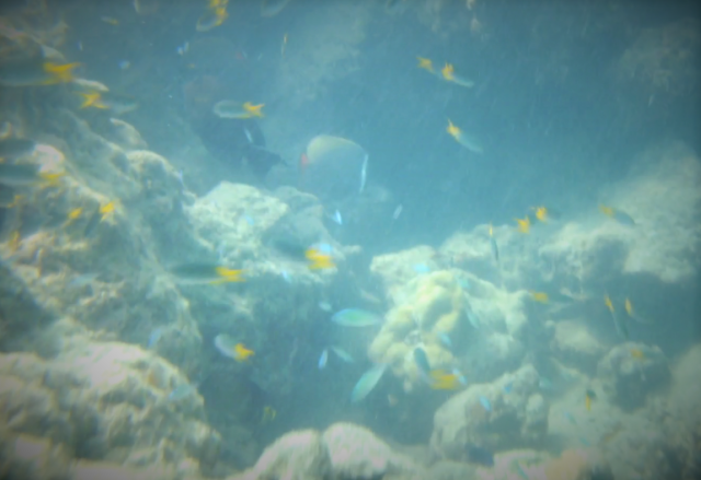 Andaman Islands Scuba Diving: View of Marine Life and Corals